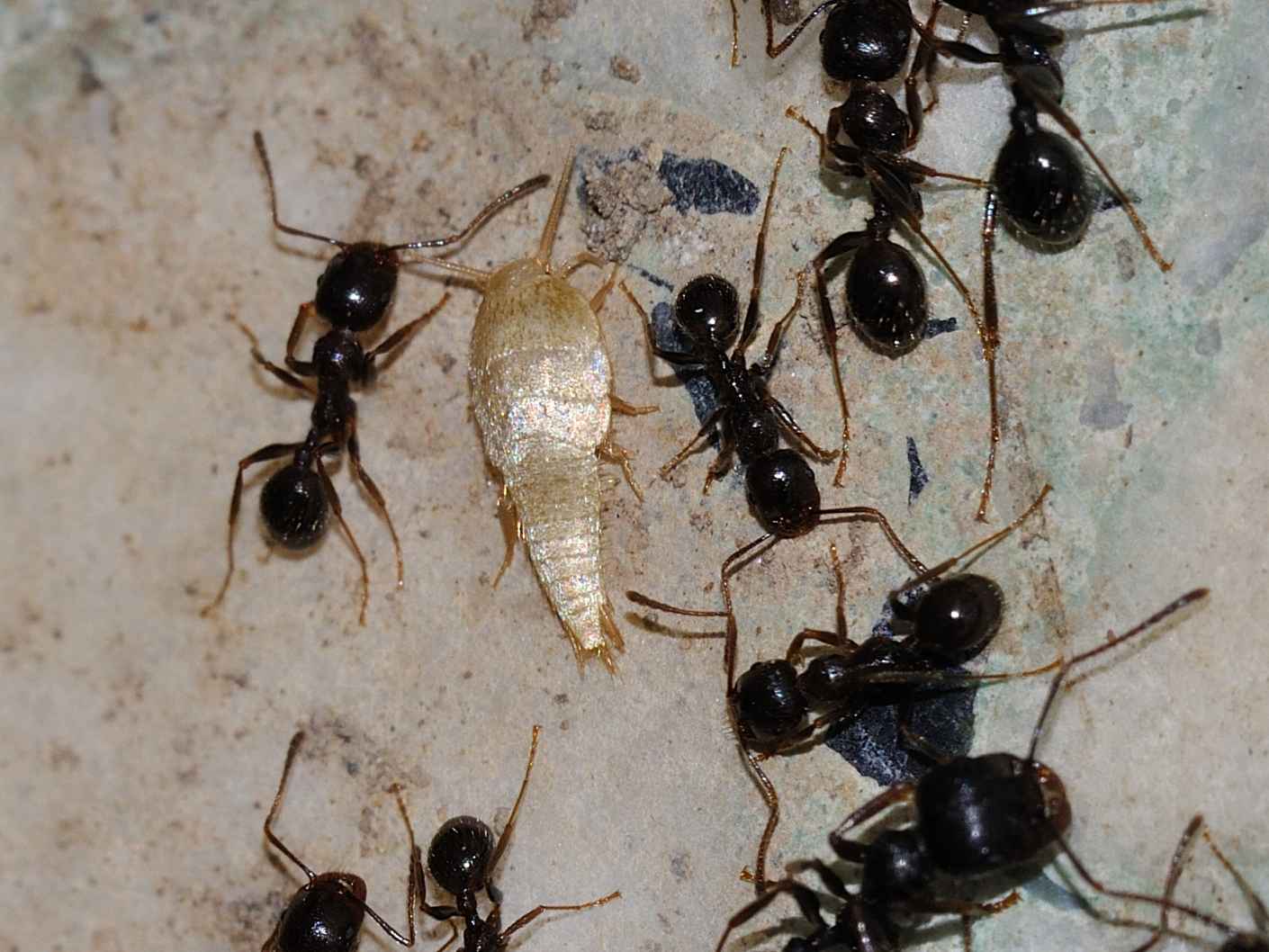 Tricholepisma aurea  e Atelura formicaria